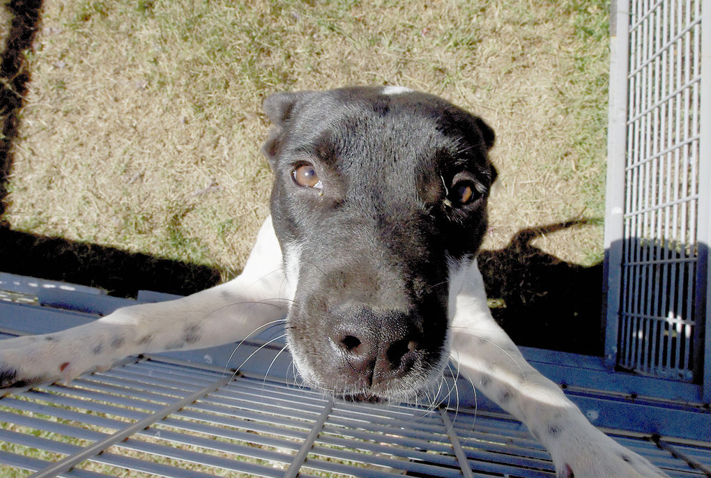 Animal shelter in Checotah seeks volunteers Archives