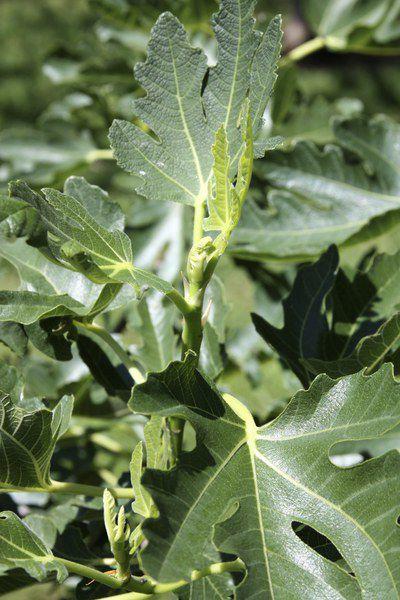 All The Dirt On Gardening Grow Figs Lifestyles Muskogeephoenix Com
