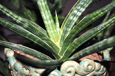 Anyone Can Grow Sansevieria Lifestyles Muskogeephoenix Anyone Can Grow Sansevieria