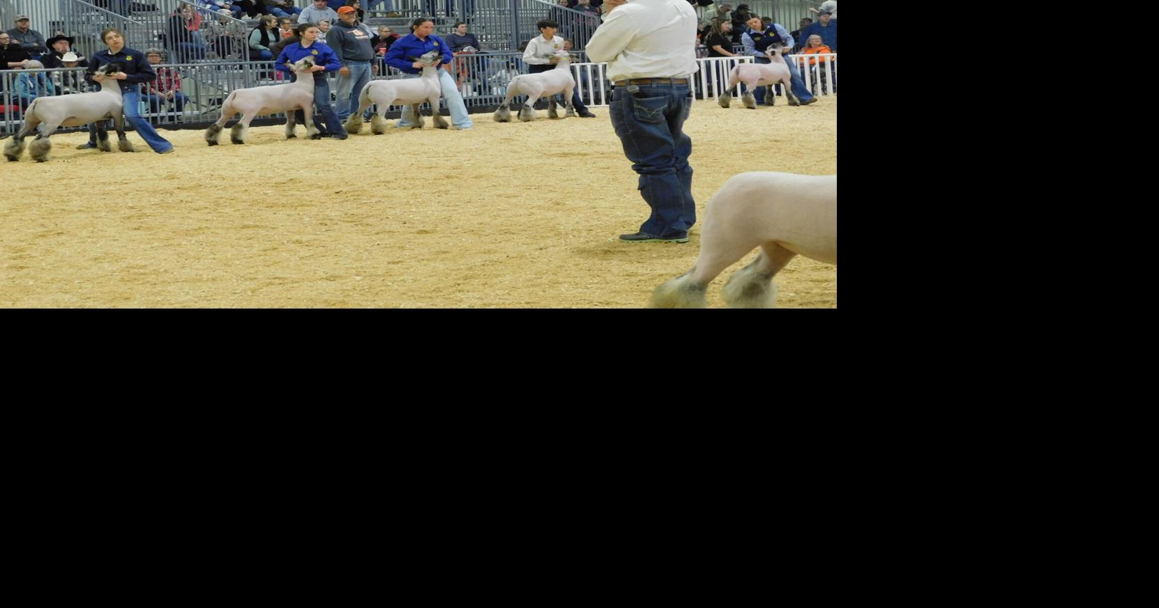 Sheep Showing trends change over the years | | muskogeephoenix.com