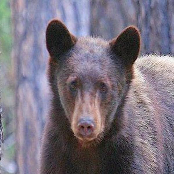 Black bears migrating in a westerly direction | Local Sports |  muskogeephoenix.com