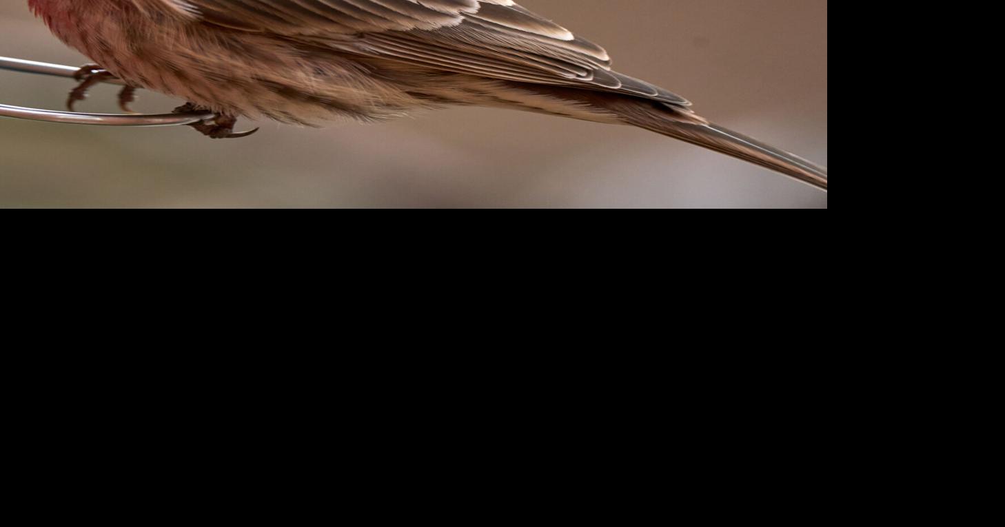 BIRDING TODAY: Humanity can be part of solution of population decline