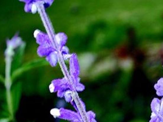 Color Fall Flowers Perennial Sage Lifestyles Muskogeephoenix Com