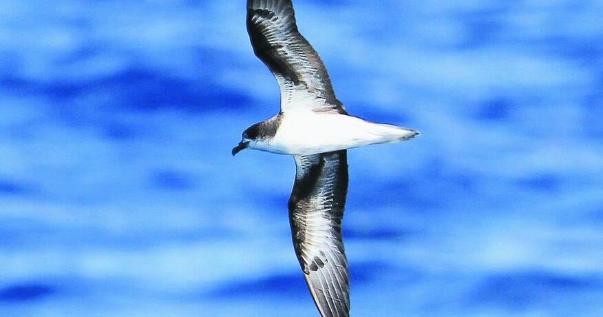BIRDING TODAY: Decline in seabird population a must change