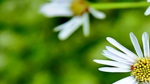 Tips for easy-to-grow flowers | Lifestyles | muskogeephoenix.com