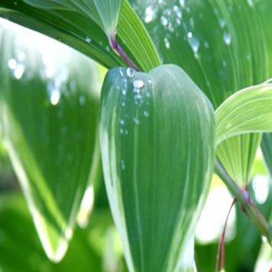 Missouri wildflower nursery coupon