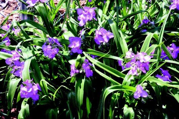 Spider Lily Cold Tolerant Shade Loving Violet Flower Tradescantia virginiana 