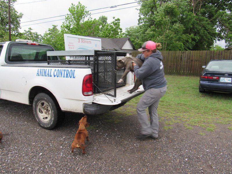 does animal control pickup dogs