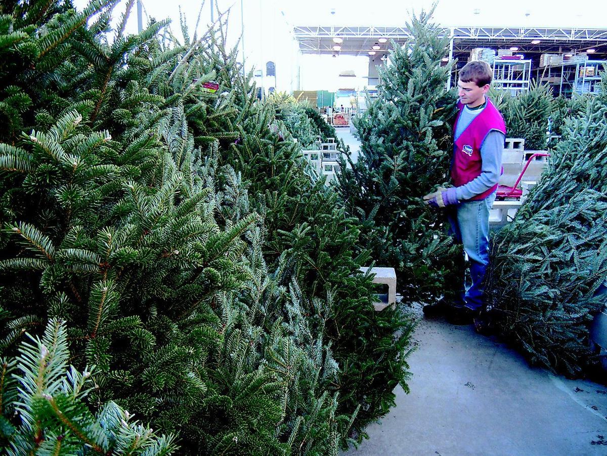 awesome picture of real christmas trees aberdeen awesome picture of real christmas trees aberdeen