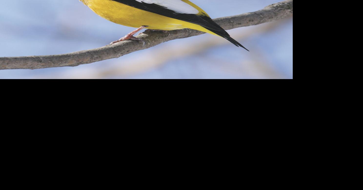 BIRDING TODAY: Forecast reasonably accurate for variety of finches