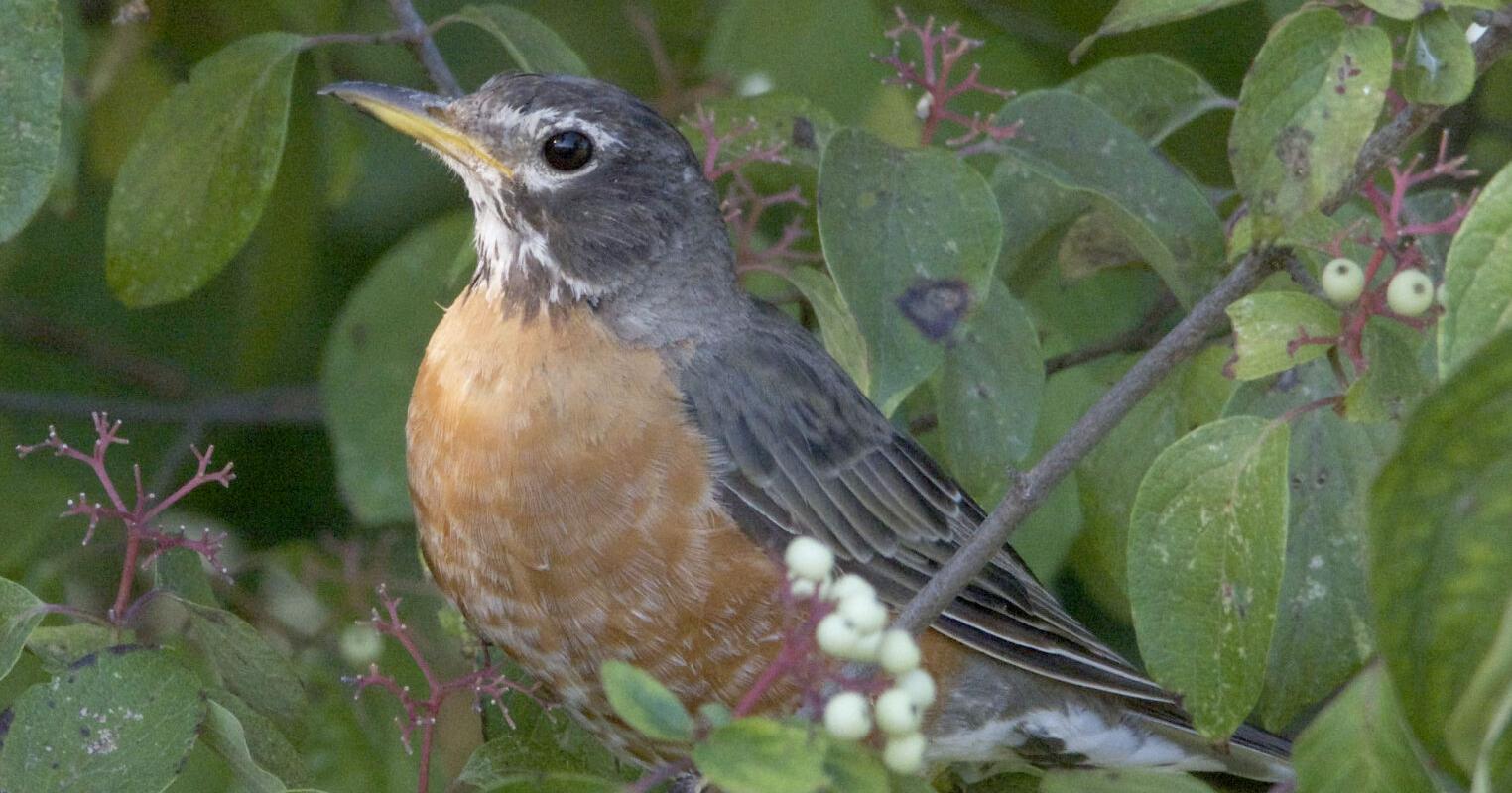 BIRDING TODAY: Leaves of three, let it be — berries white, take flight - Vimarsana News