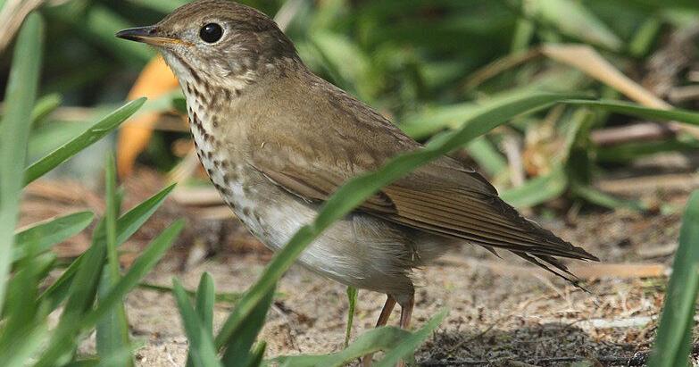 BIRDING TODAY: Bird banding has progressed with technology - Vimarsana News