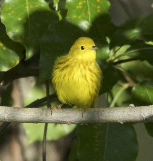 Birding Today: Birds are international flyers