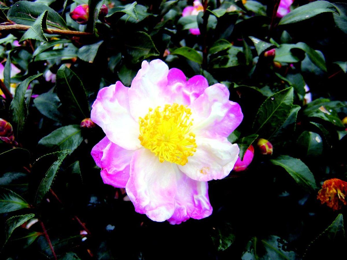 Fall Blooming Camellias Best For Region Lifestyles