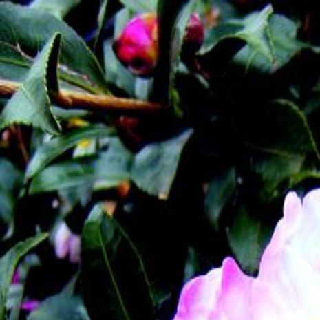 Fall Blooming Camellias Best For Region Lifestyles
