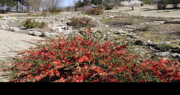 Azalea Festival opens Wednesday | Archives | muskogeephoenix.com