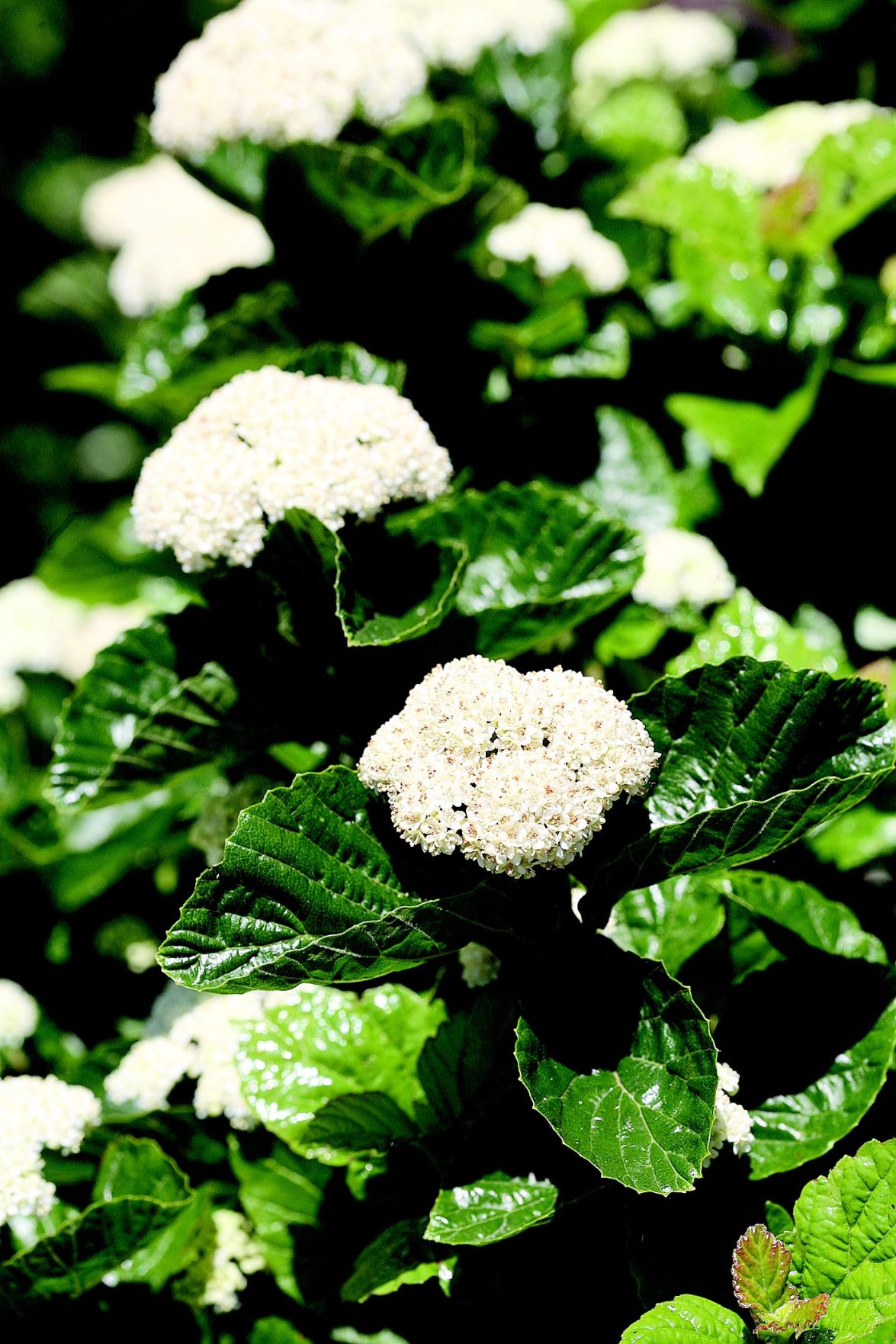 These plants glitter, glow Lifestyles