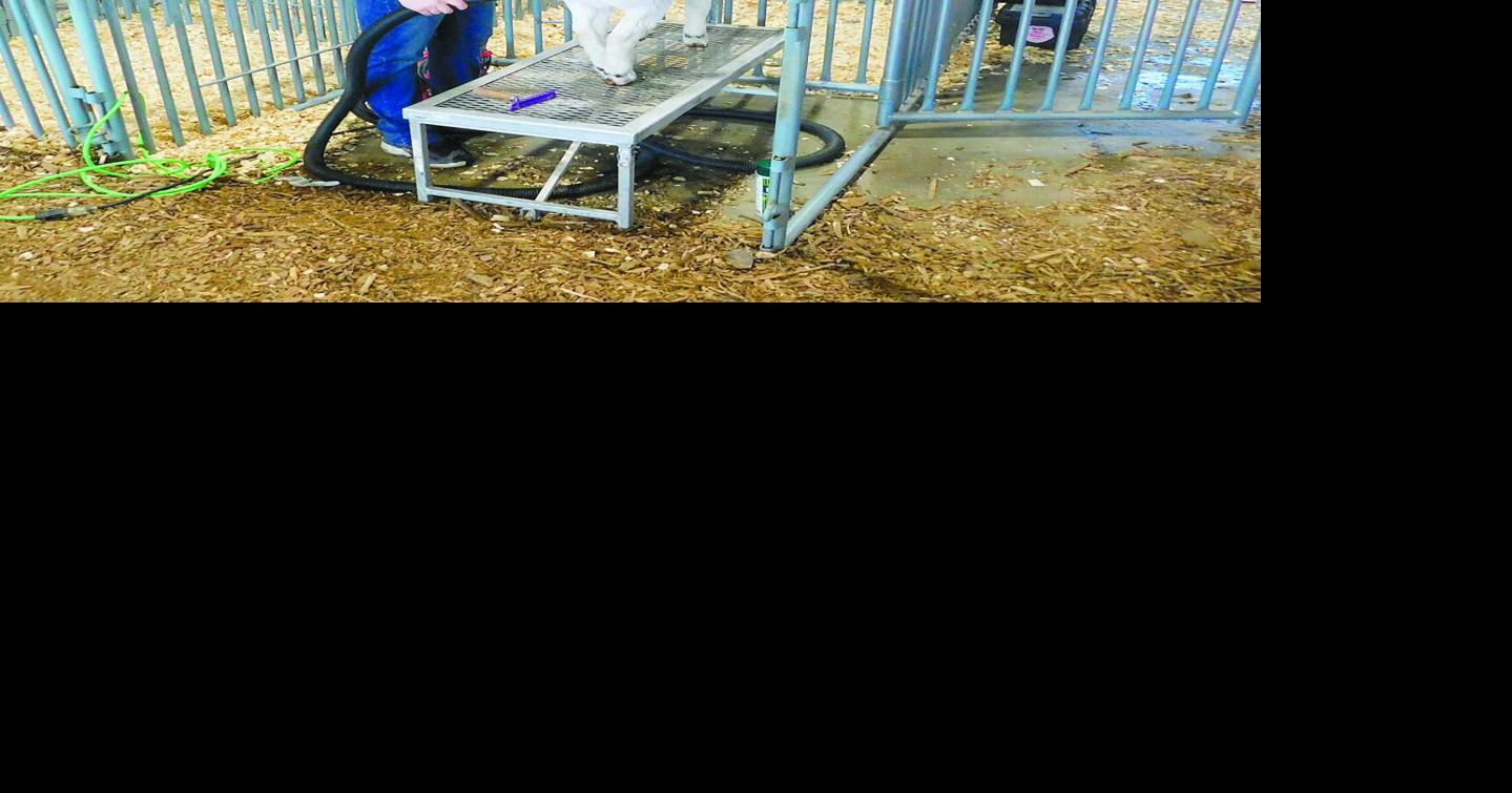 Goats get ready for closeup at show | Community | muskogeephoenix.com