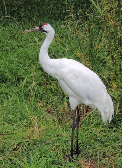 Birding Today: Cranes pay visit to Oklahoma