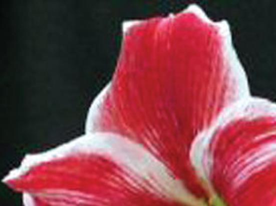 Amaryllis bulbs are gift | Lifestyles 