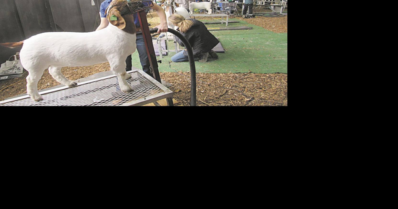 Grooming goats for the show News