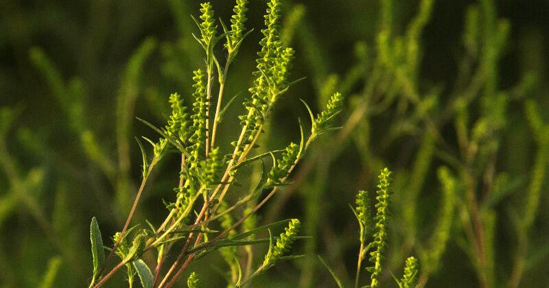 Ragweed a 'menace' that feeds and shelters wildlife all year round ...