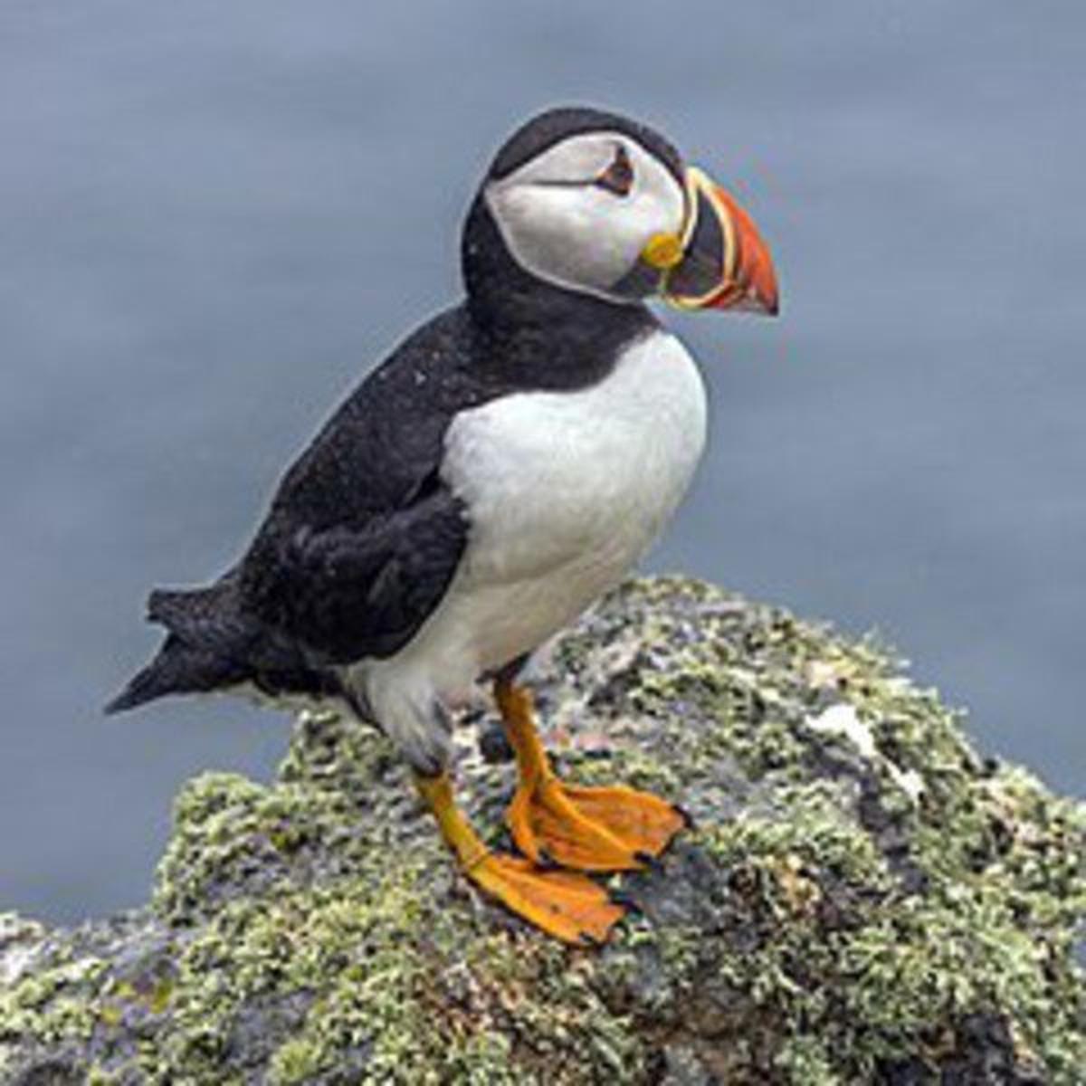 Climate Change Spells Peril for Puffins (Updated) - The National