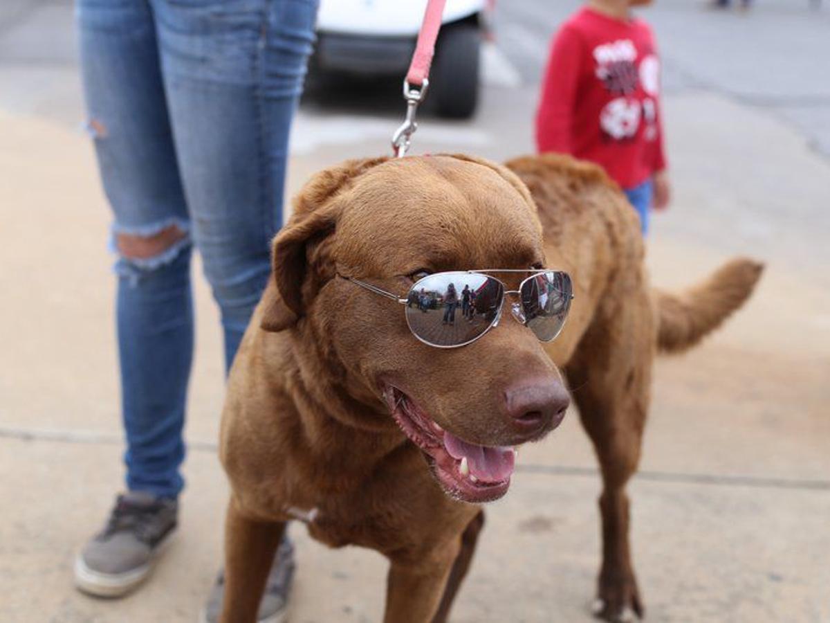 Red Fern Festival Continues To Grow News Muskogeephoenix Com Red Fern Festival 2022