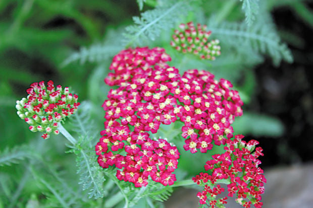 Plant Yarrow Now For A Summer Of Flowers Lifestyles Muskogeephoenix Com