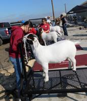 PHOTO GALLERY: Muskogee Regional Junior Livestock Show by Cathy Spaulding