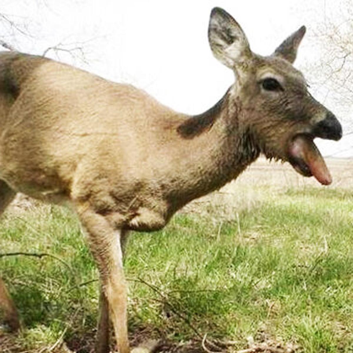 Kilgore S Corner Deadly Diseases Around The Country Can Impact Deer Population Sports Muskogeephoenix Com Kilgore S Corner Deadly Diseases Around The Country Can Impact Deer Population Sports Muskogeephoenix Com