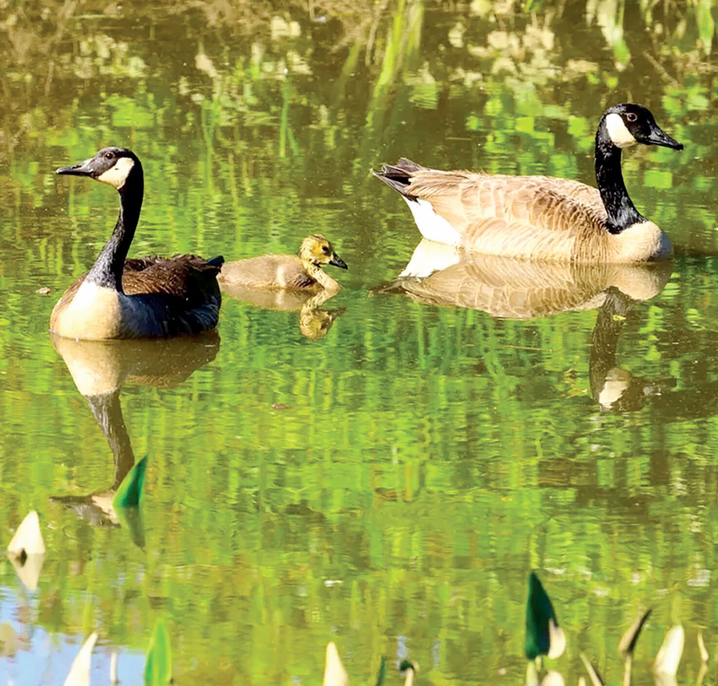 Canada goose bird outlet food