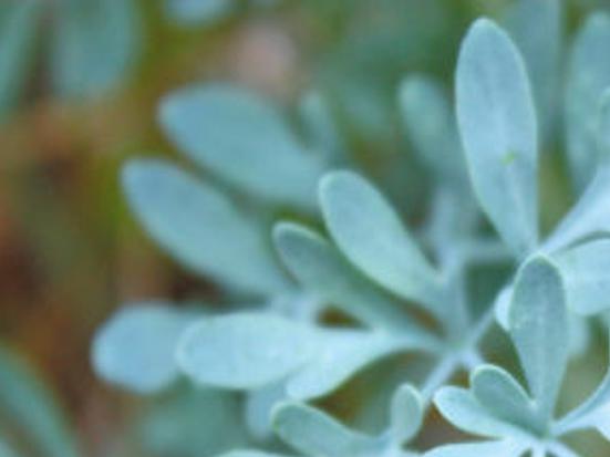 You Ll Rue The Day If You Don T Grow This Plant Lifestyles Muskogeephoenix Com