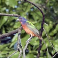 Birding Today: Painted Bunting semi-common in coastal southeast, south central U.S. | Lifestyles