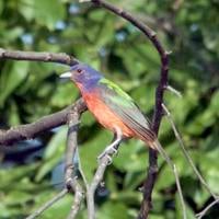 Birding Today: Painted Bunting semi-common in coastal southeast, south central U.S. | Lifestyles Birding Today: Painted Bunting semi-common in coastal southeast, south central U.S. | Lifestyles