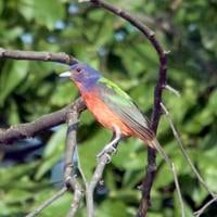 Birding Today: Painted Bunting semi-common in coastal southeast, south central U.S. | Lifestyles