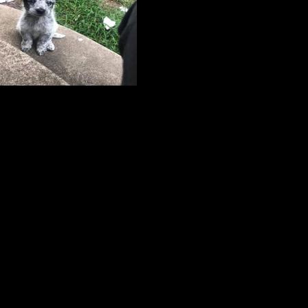 Deputies rescue abandoned dogs, search for owner | News ...