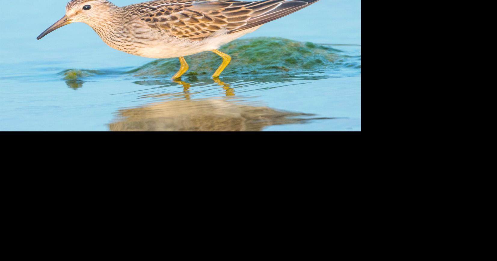BIRDING TODAY: Shorebirds get in mood to nest