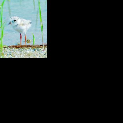 BIRDING TODAY: Endangered birds in Great Lakes show improvement