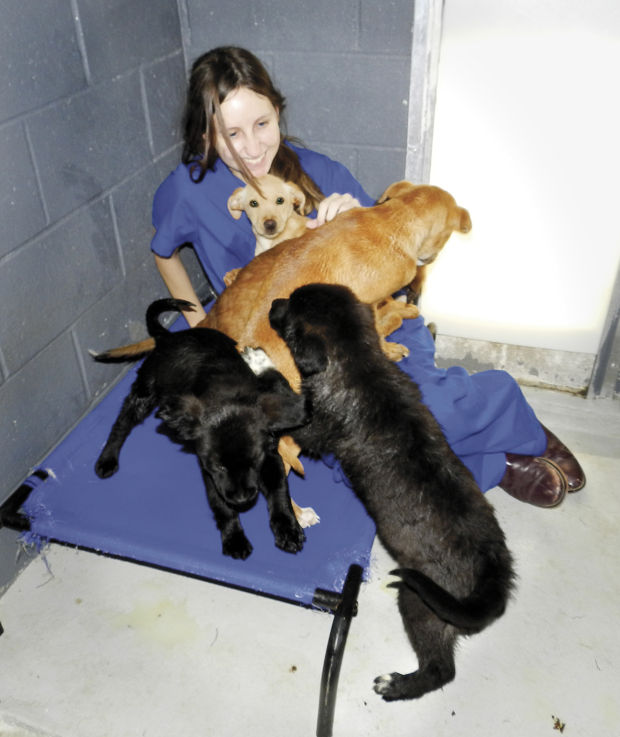 puppies to a good home near me