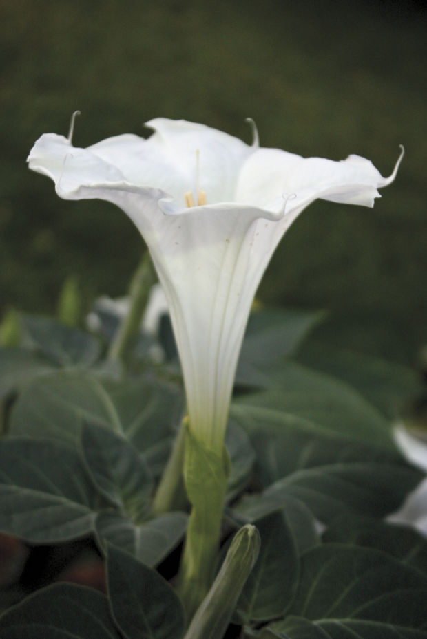 Moonflowers, morning glories bloom | Lifestyles | muskogeephoenix.com