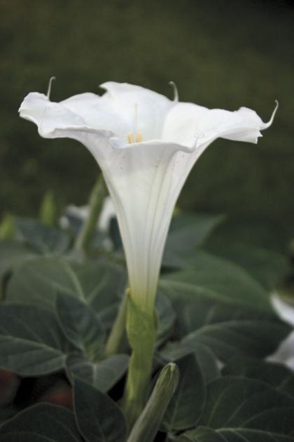 Moonflowers Morning Glories Bloom Lifestyles Muskogeephoenix moonflowers-morning-glories-bloom-lifestyles-muskogeephoenix