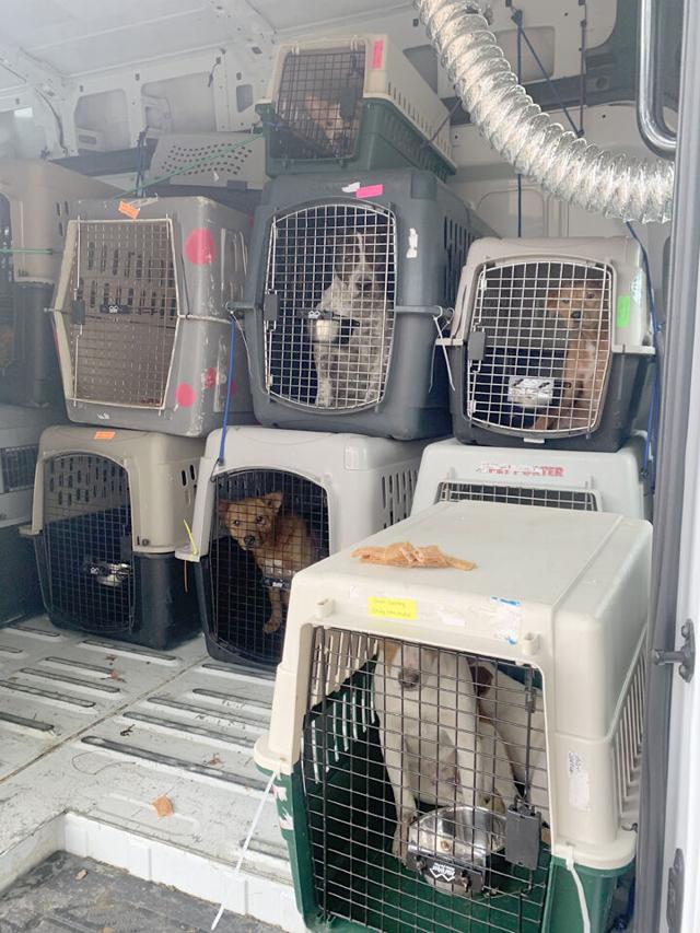 Dozens of dogs rescued from 'hoarding situation' News