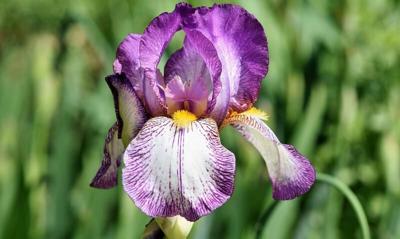 Gardening with Micki: Iris plants look good all season long