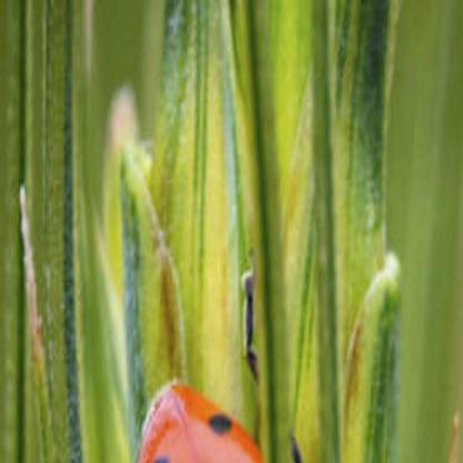 Not all insects are a threat in the garden | Lifestyles ...