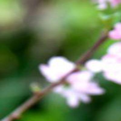 All the Dirt on Gardening: Flowering almonds good choice for ...