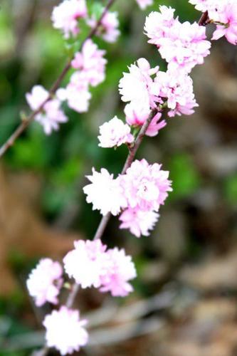 All the Dirt on Gardening: Flowering almonds good choice for ...