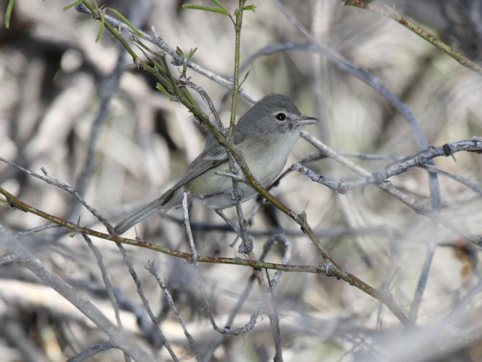 BIRDING TODAY: Los Angeles areas are making making a comeback