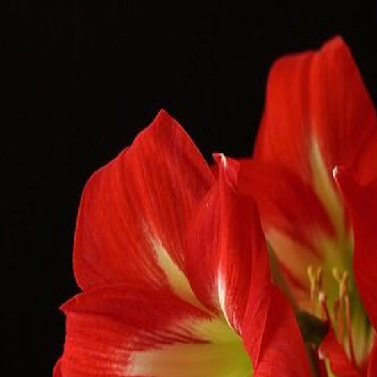 Gardening with Micki: Amaryllis a colorful, long-lasting choice for  holidays | Lifestyles 