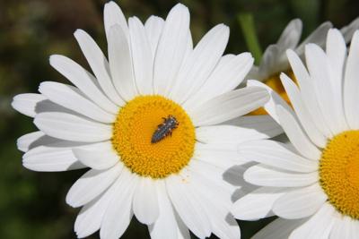 All the Dirt on Gardening: Daisies for vases, gardens and pollinators